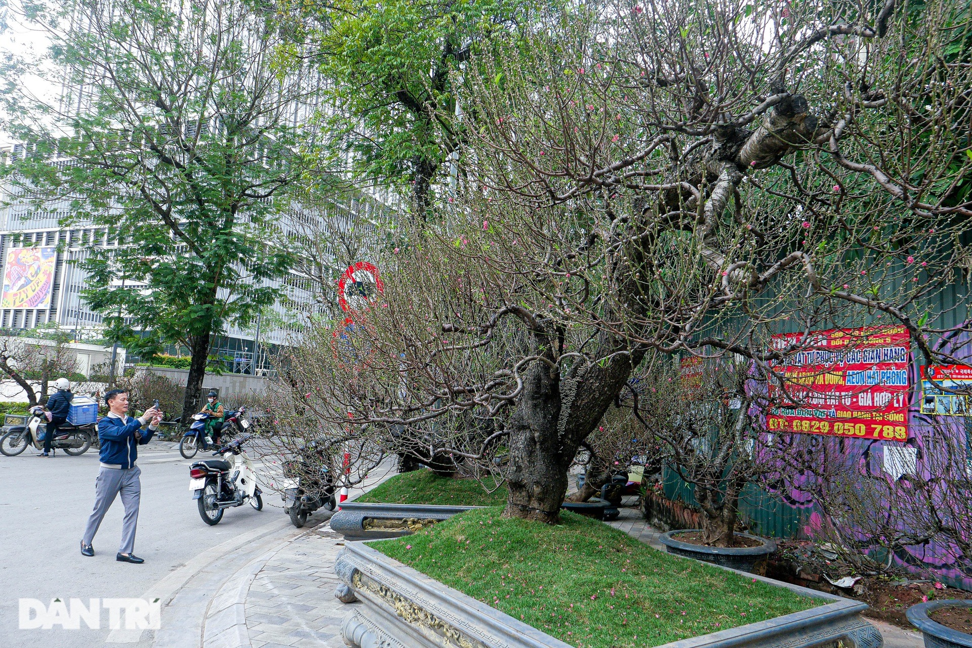 nhung goc dao co thu gia thue tram trieu dong do bo pho ha noi 3