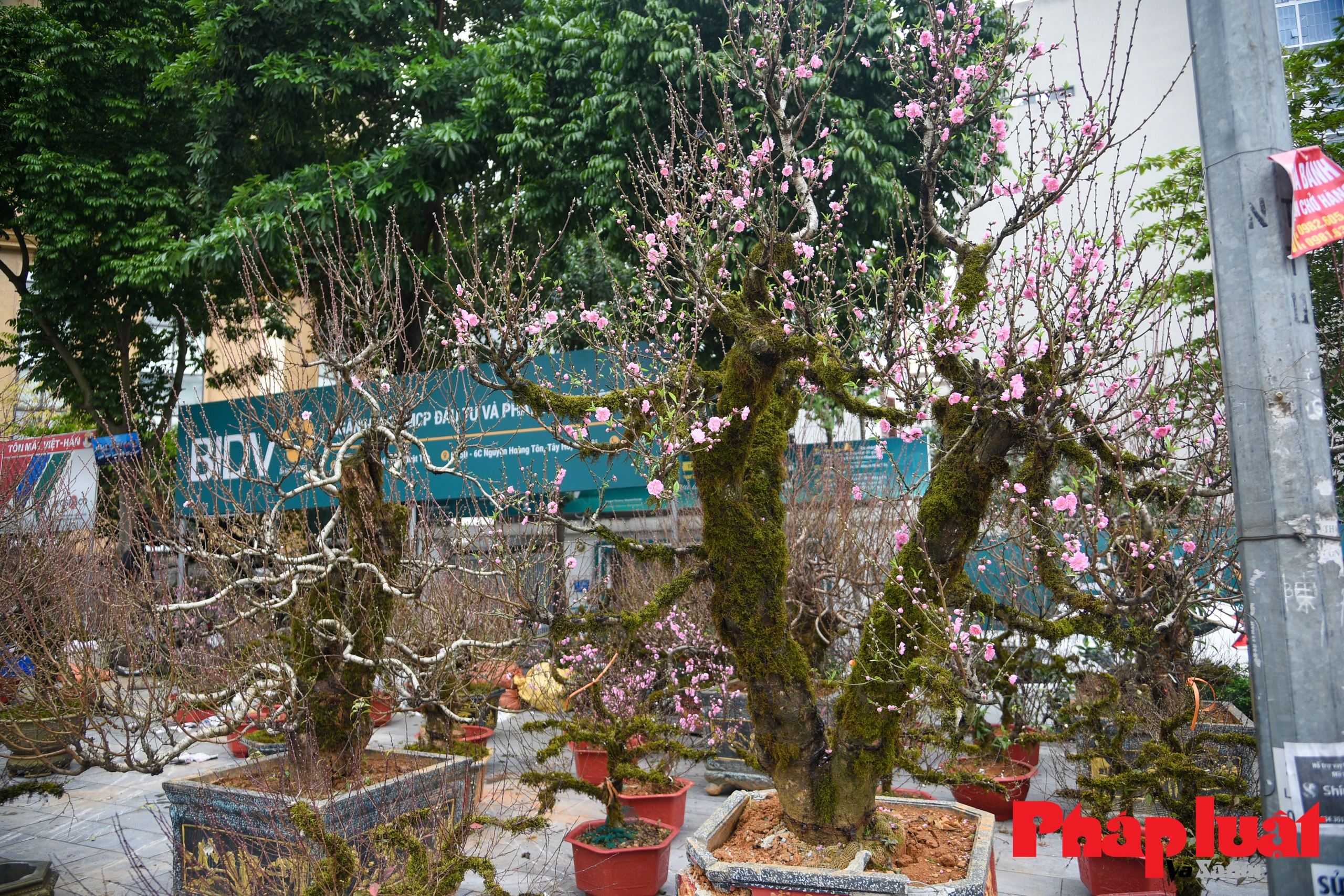 chiem nguong goc dao mau tu tram nam tuoi gia thue 100 trieu dong o thanh hoa 5