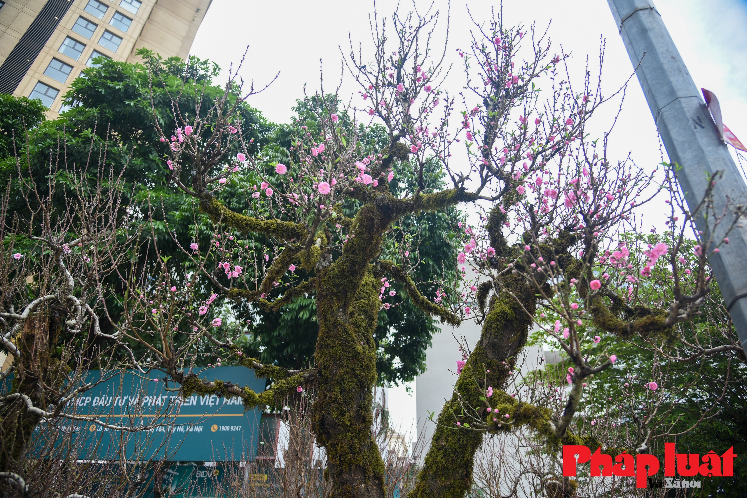 chiem nguong goc dao mau tu tram nam tuoi gia thue 100 trieu dong o thanh hoa 6