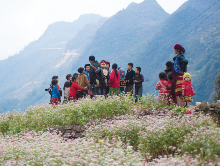 hoa chen da tren cao nguyen da ha giang 2