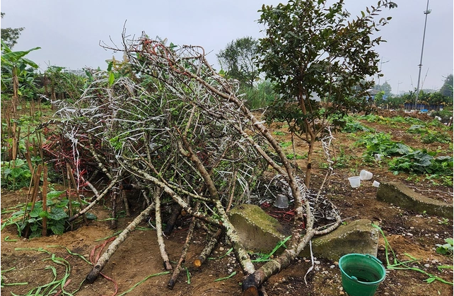 dao rung bi chat bo chat dong tren pho ngay 30 tet 1