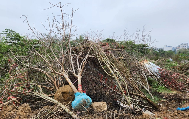 dao rung bi chat bo chat dong tren pho ngay 30 tet 2