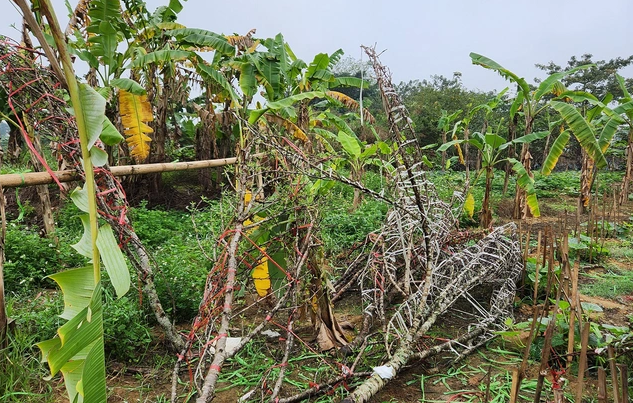 dao rung bi chat bo chat dong tren pho ngay 30 tet 3