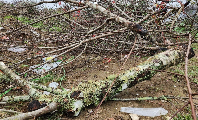 dao rung bi chat bo chat dong tren pho ngay 30 tet 6