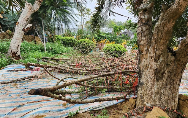 dao rung bi chat bo chat dong tren pho ngay 30 tet 8