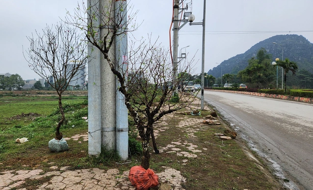 dao rung bi chat bo chat dong tren pho ngay 30 tet 9