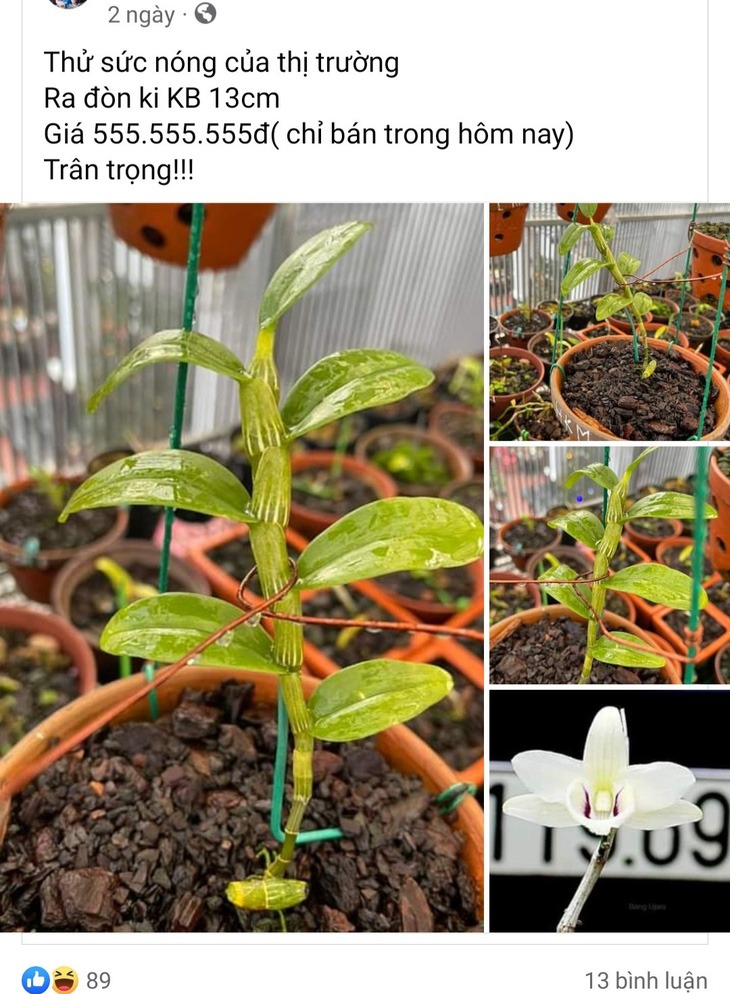 lan dot bien tram ty sot gia tro lai chieu tro de lua ga 2