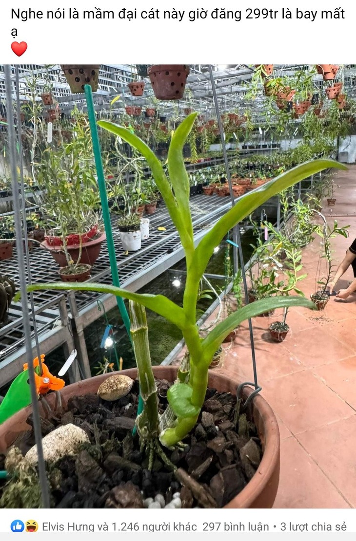 lan dot bien tram ty sot gia tro lai chieu tro de lua ga 3