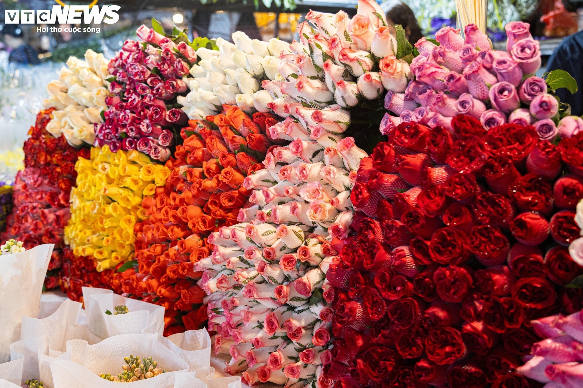 canh nhon nhip tai cho hoa lon nhat ha noi truoc ngay 8 3 3