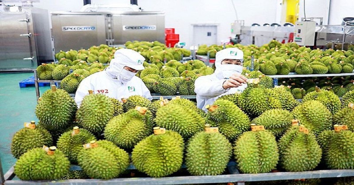 vi sao hang chuc lo sau rieng viet nam xuat khau bi trung quoc canh bao vi sao hang chuc lo sau rieng viet nam xuat khau bi trung quoc canh bao