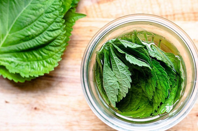 uong la tia to hang ngay co tot khong dspl uong la tia to hang ngay co tot khong dspl