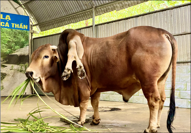 ky la nghe con sinh ra voi 8 chan 2 luoi va 3 mat tai thanh hoa dpl2