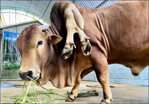 ky la nghe con sinh ra voi 8 chan 2 luoi va 3 mat tai thanh hoa dspl3