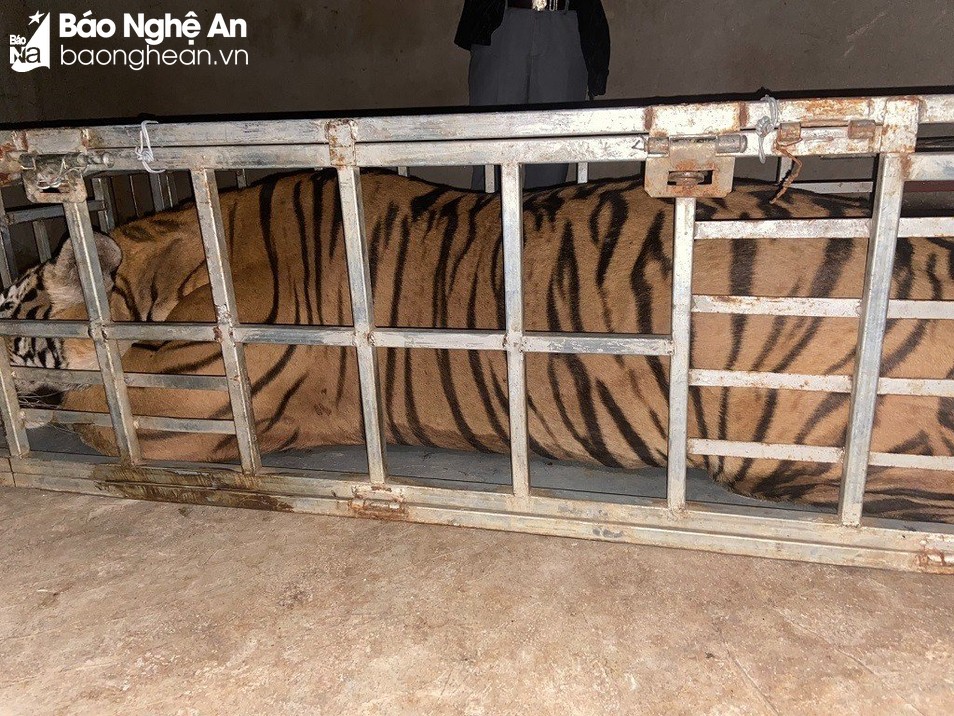 bat giu 2 doi tuong van chuyen ca the ho nang hon 230kg2 bat giu 2 doi tuong van chuyen ca the ho nang hon 230kg2