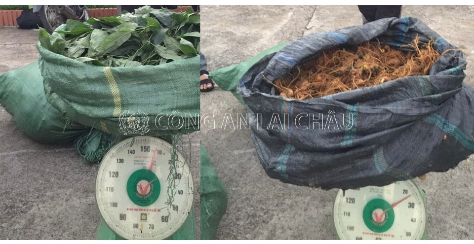 bat nhom doi tuong nhap lau sam tu trung quoc ve gan mac sam lai chau1 bat nhom doi tuong nhap lau sam tu trung quoc ve gan mac sam lai chau1