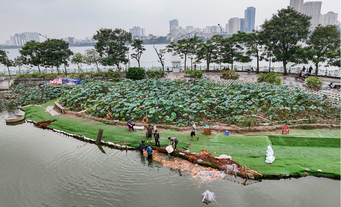 ha noi 8 tan ca koi duoc di chuyen khoi ho dam dong nhuong cho cho hoat dong trong sen2