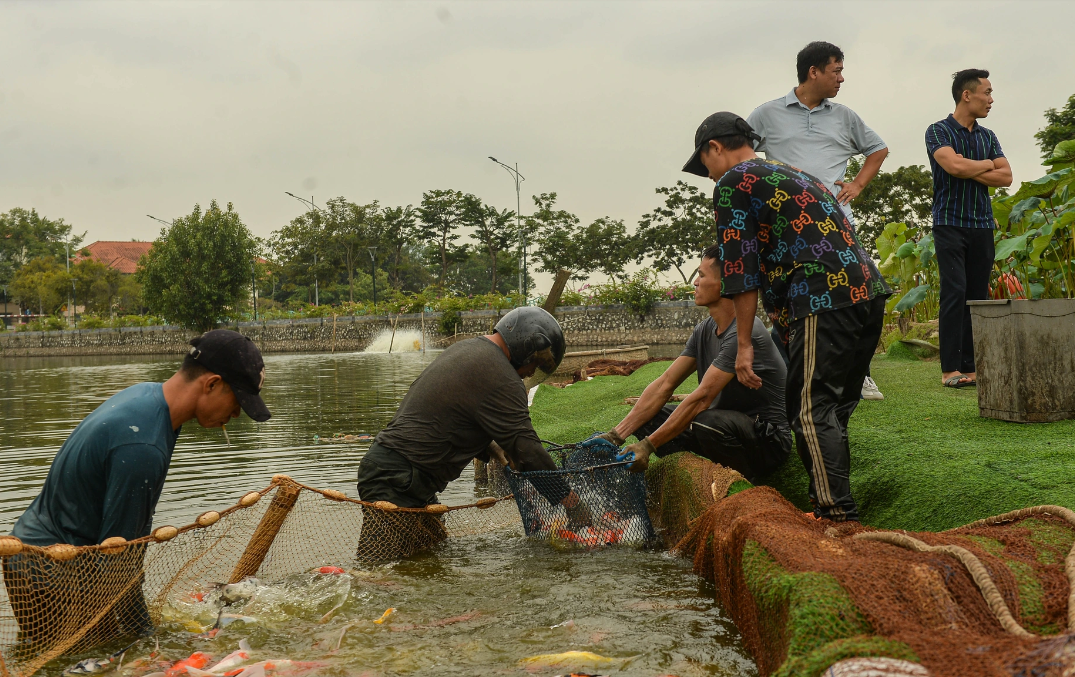 ha noi 8 tan ca koi duoc di chuyen khoi ho dam dong nhuong cho cho hoat dong trong sen4