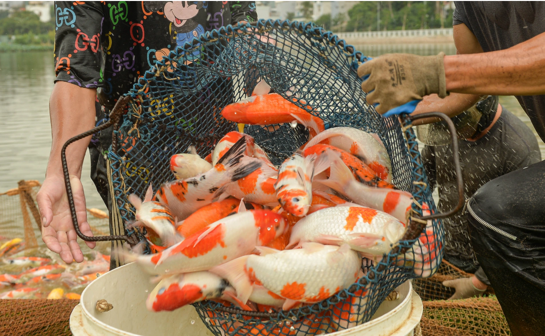 ha noi 8 tan ca koi duoc di chuyen khoi ho dam dong nhuong cho cho hoat dong trong sen5