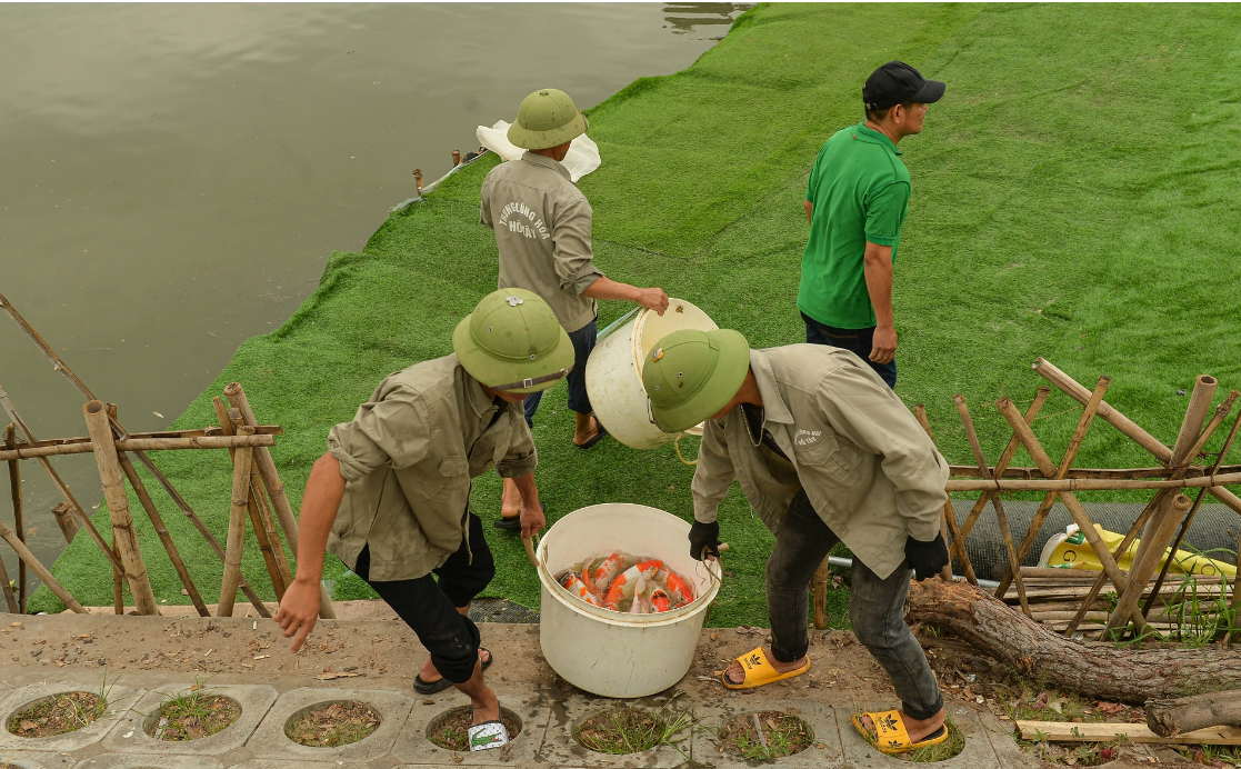 ha noi 8 tan ca koi duoc di chuyen khoi ho dam dong nhuong cho cho hoat dong trong sen6