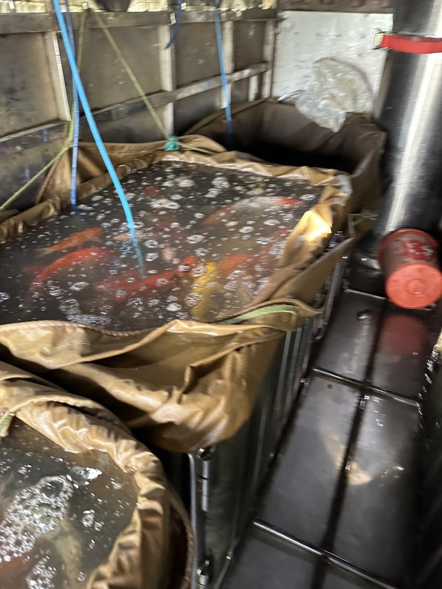 ha noi 8 tan ca koi duoc di chuyen khoi ho dam dong nhuong cho cho hoat dong trong sen7