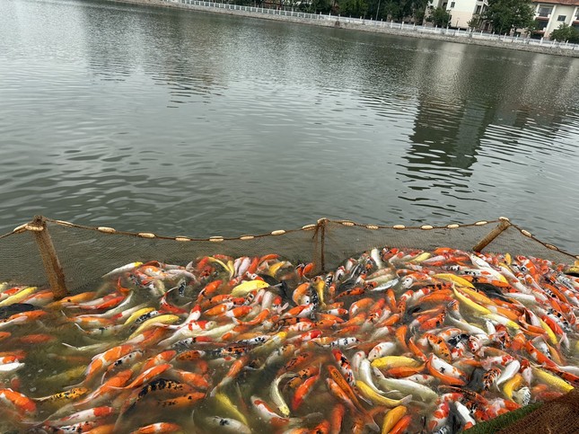 ha noi 8 tan ca koi duoc di chuyen khoi ho dam dong nhuong cho cho hoat dong trong sen9