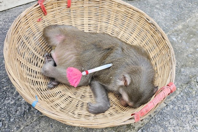 bat 2 ca the khi hung du oanh tac de doa nguoi dan o hoc mon