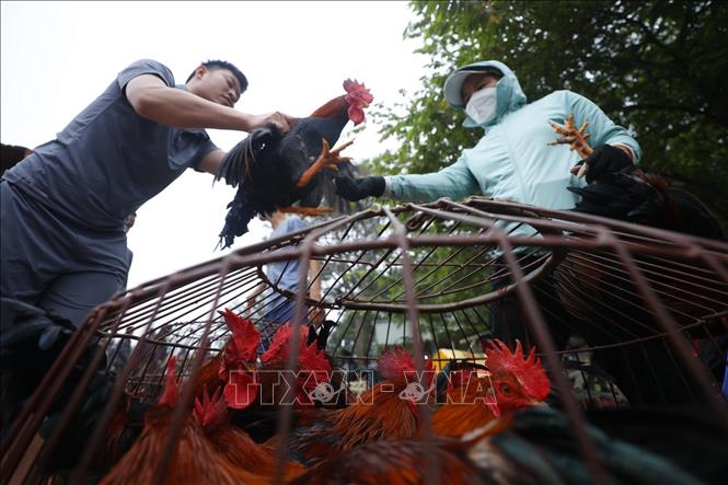 cho nua giu gin khong khi tet xua cua vung que bac bo10