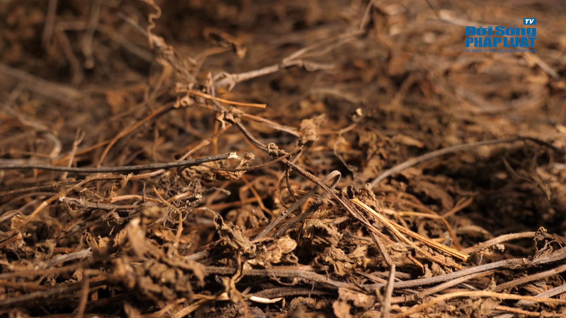 final thach den00003404still003