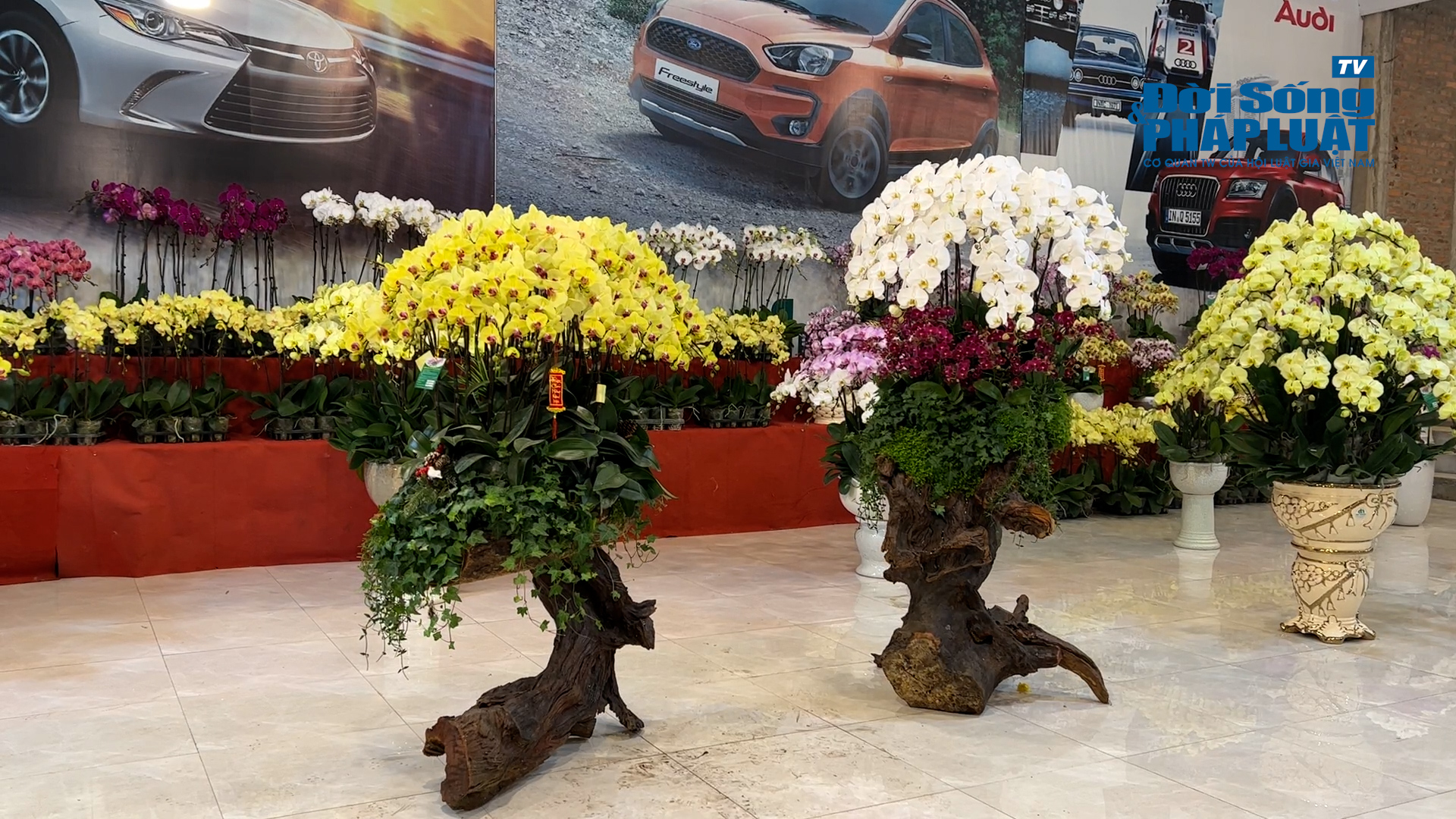 file20230116155208hoa lan 100020613still005 file20230116155208hoa lan 100020613still005