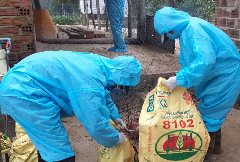 quang ngai lan dau tien xuat hien o dich cum a h5n8 1 quang ngai lan dau tien xuat hien o dich cum a h5n8 1