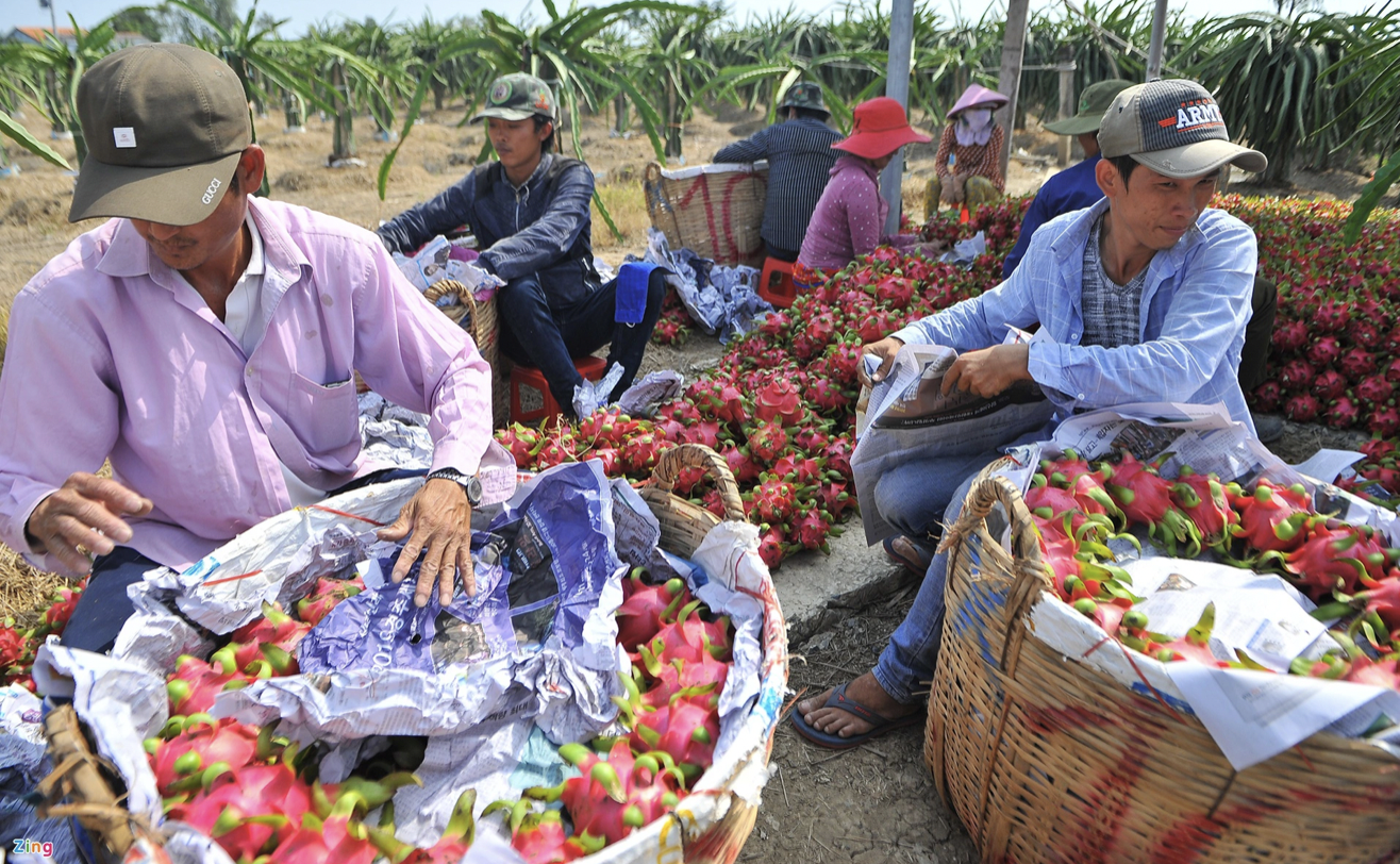 trung quoc dung nhap khau thanh long viet nam den ngay 26 1 2022