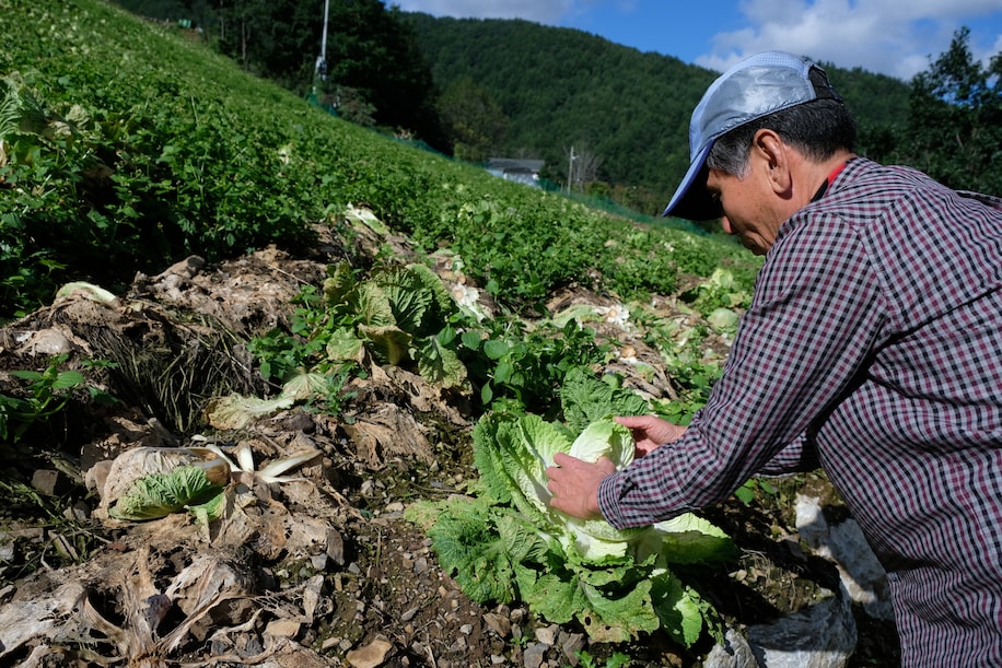 kim chi tro nen khan hiem tai han quoc1