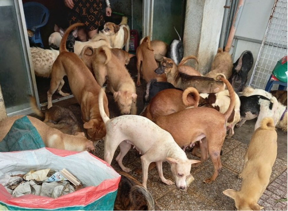 tphcm phat ho gia dinh 64 trieu dong vi nuoi cho gay o nhiem moi truong1