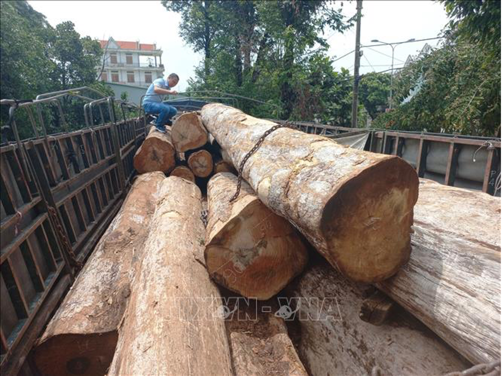 gia lai khoi to 2 doi tuong van chuyen trai phep hang chuc met khoi go1 gia lai khoi to 2 doi tuong van chuyen trai phep hang chuc met khoi go1