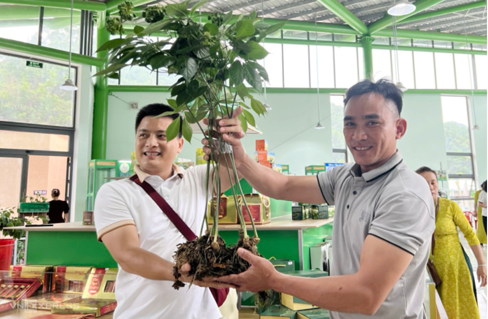 quang nam cay sam ngoc linh nang 1 kg duoc rao ban hon 860 trieu dong quang nam cay sam ngoc linh nang 1 kg duoc rao ban hon 860 trieu dong