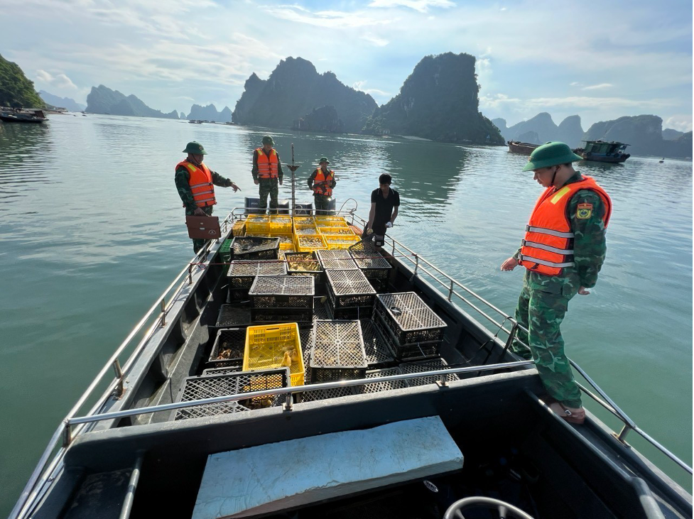 quang ninh bat giu vu buon lau so luong lon ga vit giong va trung quang ninh bat giu vu buon lau so luong lon ga vit giong va trung