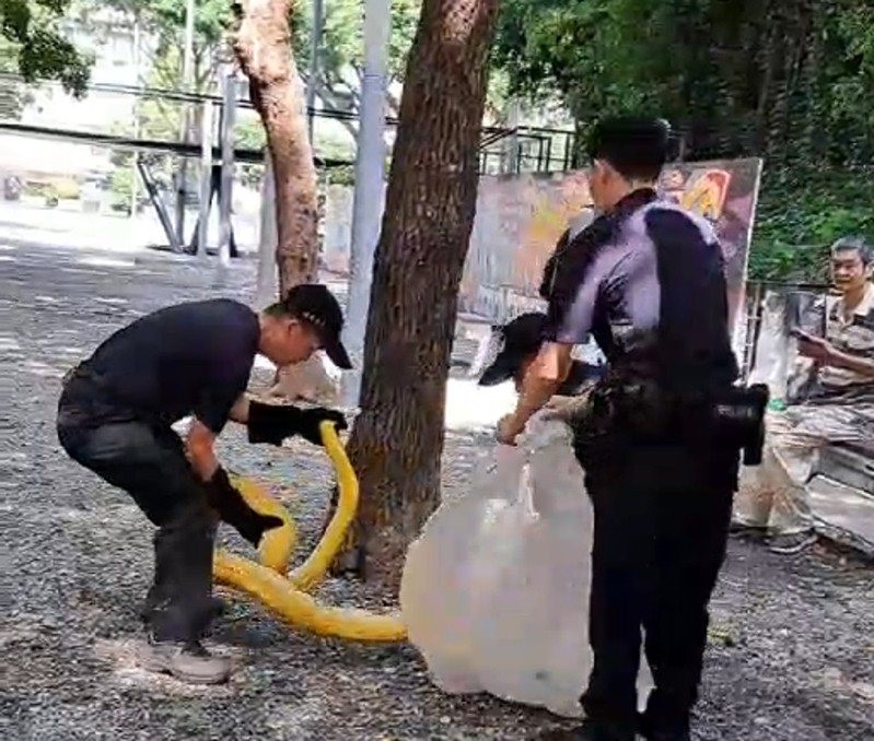 trung quoc xuat hien con tran vang dai 3 met tai cong vien khien du luan bang hoang2 trung quoc xuat hien con tran vang dai 3 met tai cong vien khien du luan bang hoang2