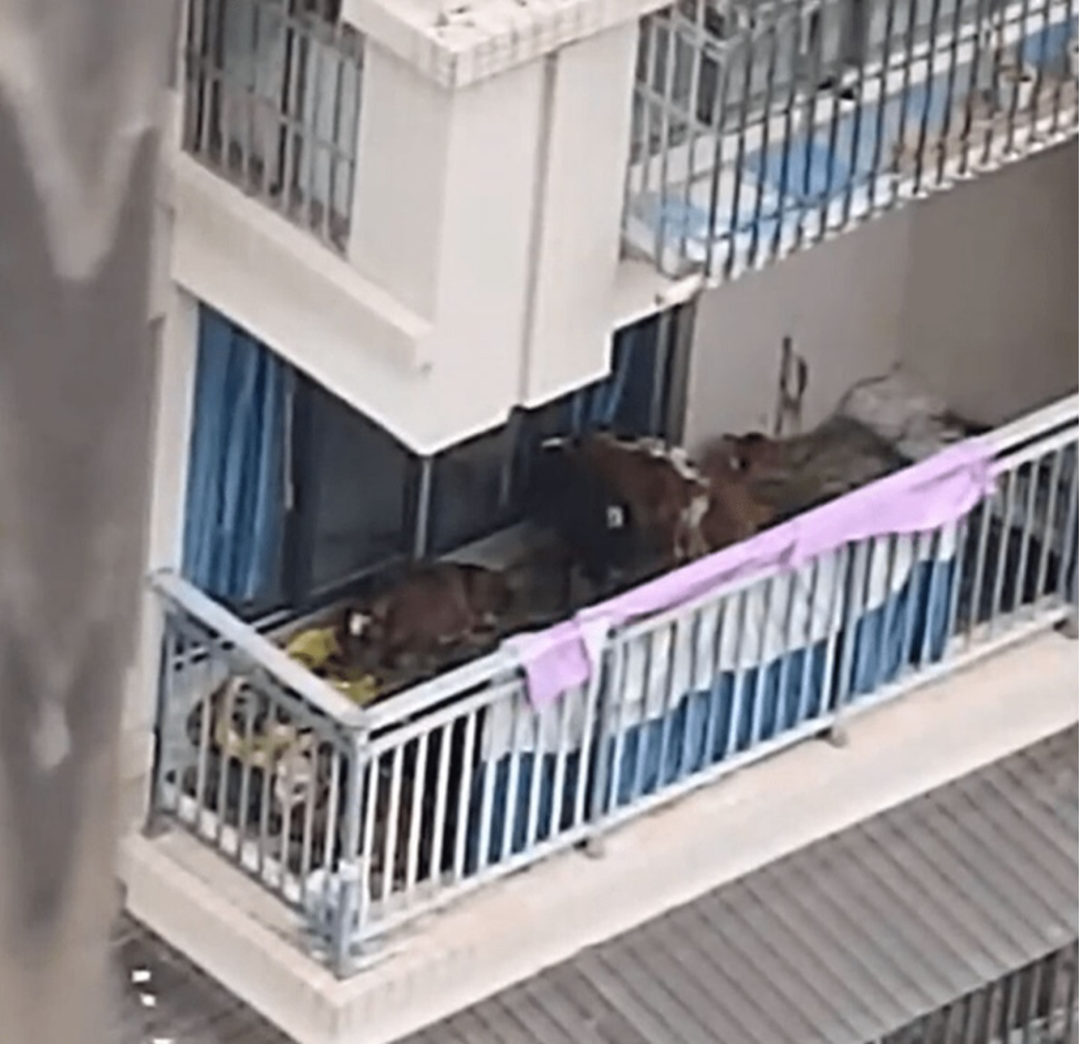 nuoi 7 con bo o ban cong chung cu nguoi dan ong phai nhan cai ket dang 2