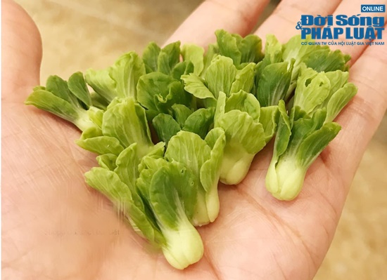 ho bien dat set thanh do an mini giong nhu that nu 8x duoc dan mang het loi khen ngoi dspl 6 ho bien dat set thanh do an mini giong nhu that nu 8x duoc dan mang het loi khen ngoi dspl 6