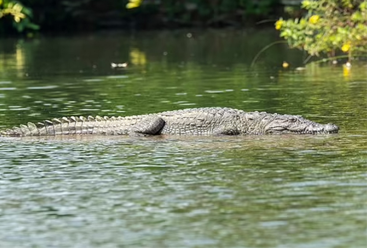 Mâu thuẫn với chồng, mẹ ném con 6 tuổi xuống sông đầy cá sấu
