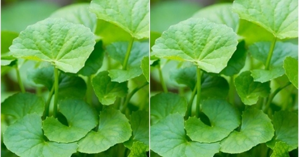 Những ai không nên ăn nhiều rau má?