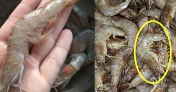 Khi mua tôm nên chọn con cong hay con thẳng?