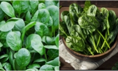 Ăn rau chân vịt có tác dụng gì?