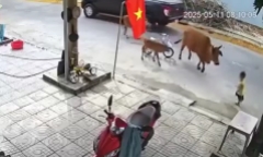 Thót tim khoảnh khắc bò thả rông húc ngã cháu bé ở Đà Nẵng