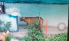Chó Pitbull 60 kg cắn người đàn ông tử vong trong quán cà phê