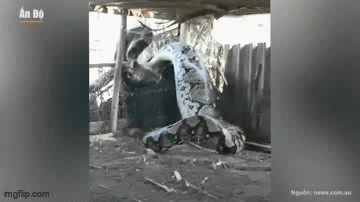 Video: Bắt trăn 