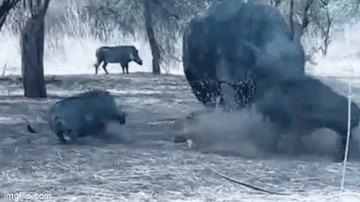 Video: Lớn gan trêu ngươi tê giác, lợn rừng bị đối thủ húc văng lên không trung