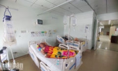 Ăn trứng cá nóc, 1 người tử vong, 2 người nhập viện