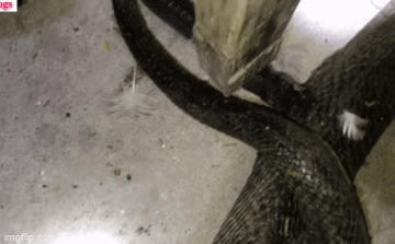 Video: Truy tìm thứ giết rắn hổ mang trong chuồng gà, hoảng hồn phát hiện con vật đáng sợ