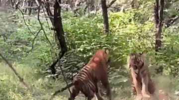 Video: Hai con hổ đực lao vào kịch chiến dữ dội để giành hổ cái